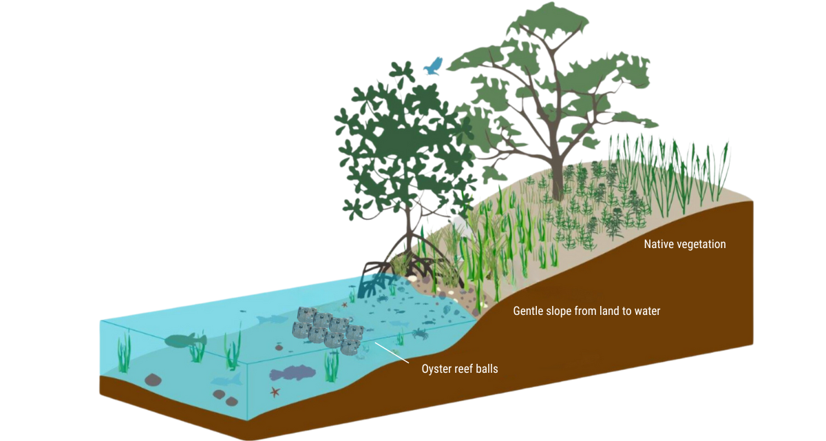 Living Shorelines - Team ORCA